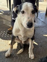 ROMULO, Hund, Collie-Mix in Grethem - Bild 5