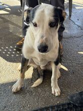ROMULO, Hund, Collie-Mix in Grethem - Bild 6
