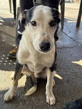 ROMULO, Hund, Collie-Mix in Grethem - Bild 8