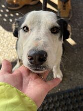 ROMULO, Hund, Collie-Mix in Grethem - Bild 9