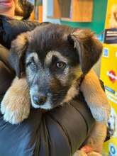 VENUS, Hund, Mischlingshund in Hamburg - Bild 1