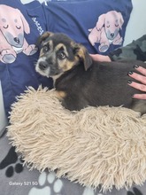 VENUS, Hund, Mischlingshund in Hamburg - Bild 2
