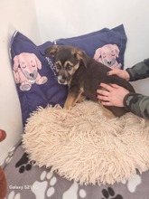 VENUS, Hund, Mischlingshund in Hamburg - Bild 3