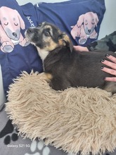 VENUS, Hund, Mischlingshund in Hamburg - Bild 6