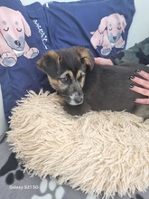 VENUS, Hund, Mischlingshund in Hamburg - Bild 8