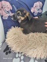 VENUS, Hund, Mischlingshund in Hamburg - Bild 9