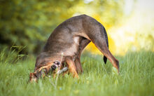 MAYRA, Hund, Jagdhund-Mix in Sundern - Bild 5