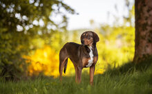 MAYRA, Hund, Jagdhund-Mix in Sundern - Bild 6