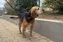 TONY, Hund, Beagle-Mix in Köln - Bild 23