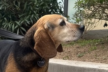 TONY, Hund, Beagle-Mix in Köln - Bild 25