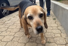TONY, Hund, Beagle-Mix in Köln - Bild 26