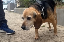 TONY, Hund, Beagle-Mix in Köln - Bild 27