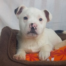 MÜTZE, Hund, Französische Bulldogge-Mix in Rumänien