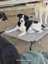 COSIMO, Hund, Mischlingshund in Griechenland - Bild 7