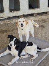 COSIMO, Hund, Mischlingshund in Griechenland - Bild 8