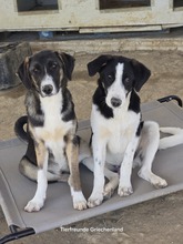 COSIMO, Hund, Mischlingshund in Griechenland - Bild 9