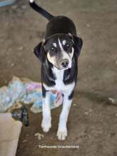 CARLOTTA, Hund, Mischlingshund in Griechenland - Bild 5