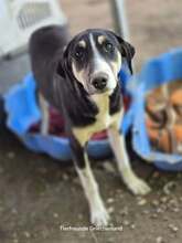 CARLOTTA, Hund, Mischlingshund in Griechenland - Bild 6