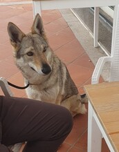 LUPA, Hund, Tschechoslowakischer Wolfshund in Erkrath - Bild 10