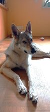 LUPA, Hund, Tschechoslowakischer Wolfshund in Erkrath - Bild 11