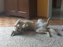 LUPA, Hund, Tschechoslowakischer Wolfshund in Erkrath - Bild 12