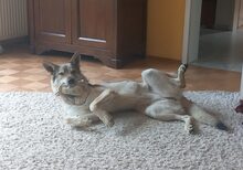 LUPA, Hund, Tschechoslowakischer Wolfshund in Erkrath - Bild 13
