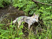 LUPA, Hund, Tschechoslowakischer Wolfshund in Erkrath - Bild 14