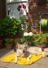 LUPA, Hund, Tschechoslowakischer Wolfshund in Erkrath - Bild 15