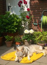 LUPA, Hund, Tschechoslowakischer Wolfshund in Erkrath - Bild 16