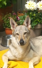LUPA, Hund, Tschechoslowakischer Wolfshund in Erkrath - Bild 17