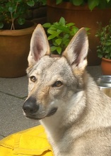 LUPA, Hund, Tschechoslowakischer Wolfshund in Erkrath - Bild 18