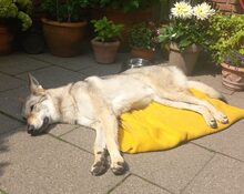 LUPA, Hund, Tschechoslowakischer Wolfshund in Erkrath - Bild 19