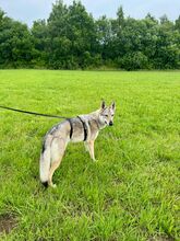 LUPA, Hund, Tschechoslowakischer Wolfshund in Erkrath - Bild 20