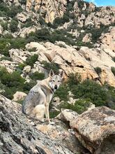 LUPA, Hund, Tschechoslowakischer Wolfshund in Erkrath - Bild 6