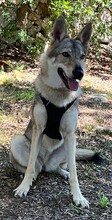 LUPA, Hund, Tschechoslowakischer Wolfshund in Erkrath - Bild 7