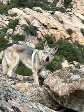 LUPA, Hund, Tschechoslowakischer Wolfshund in Erkrath - Bild 8
