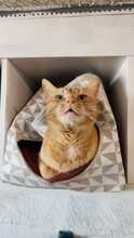 PISTACHO, Katze, Hauskatze in Spanien - Bild 6