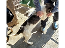 ANUKA, Hund, Mischlingshund in Rumänien - Bild 5