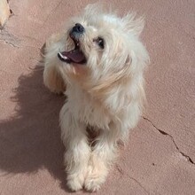 KARLSON, Hund, Mischlingshund in Portugal - Bild 10