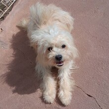 KARLSON, Hund, Mischlingshund in Portugal - Bild 5