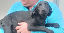 MARILENA, Hund, Mischlingshund in Italien - Bild 10