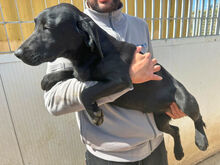 MARILENA, Hund, Mischlingshund in Italien - Bild 5