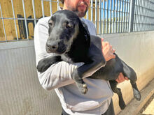 MARILENA, Hund, Mischlingshund in Italien - Bild 6