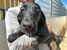 MARILENA, Hund, Mischlingshund in Italien - Bild 7