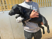 MARILENA, Hund, Mischlingshund in Italien - Bild 8
