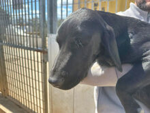 MARADONA, Hund, Mischlingshund in Italien - Bild 5
