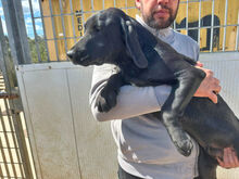 MARADONA, Hund, Mischlingshund in Italien - Bild 6