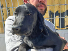 MARADONA, Hund, Mischlingshund in Italien - Bild 7
