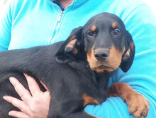 MAURIZIO, Hund, Mischlingshund in Italien - Bild 10
