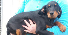 MAURIZIO, Hund, Mischlingshund in Italien - Bild 11
